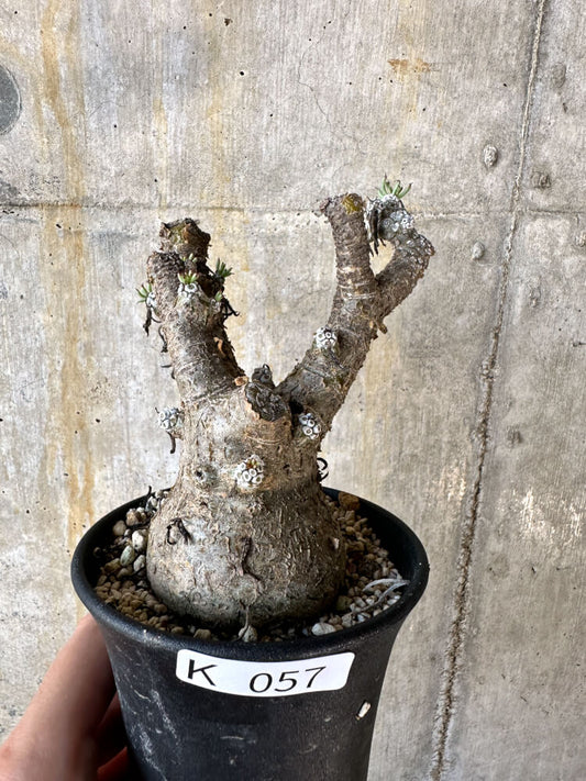 【現品限り】チレコドン・ペアルソニー 現地株 発根済み【K57】 Tylecodon pearsonii