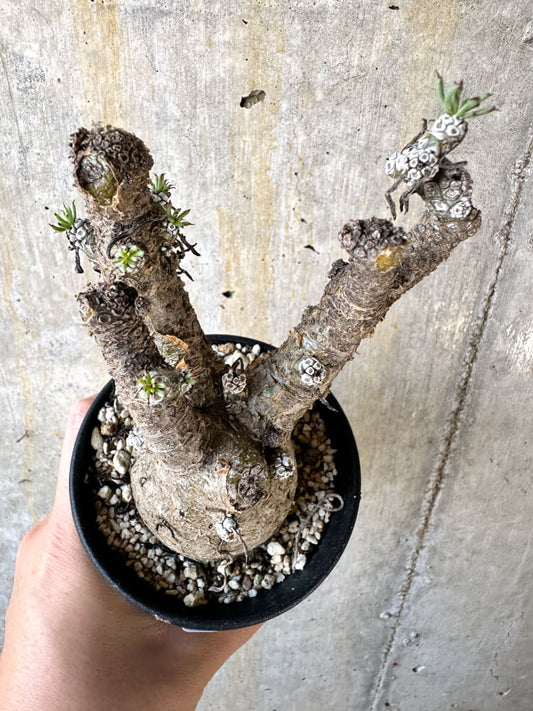 【現品限り】チレコドン・ペアルソニー 現地株 発根済み【K57】 Tylecodon pearsonii