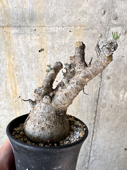 【現品限り】チレコドン・ペアルソニー 現地株 発根済み【K57】 Tylecodon pearsonii