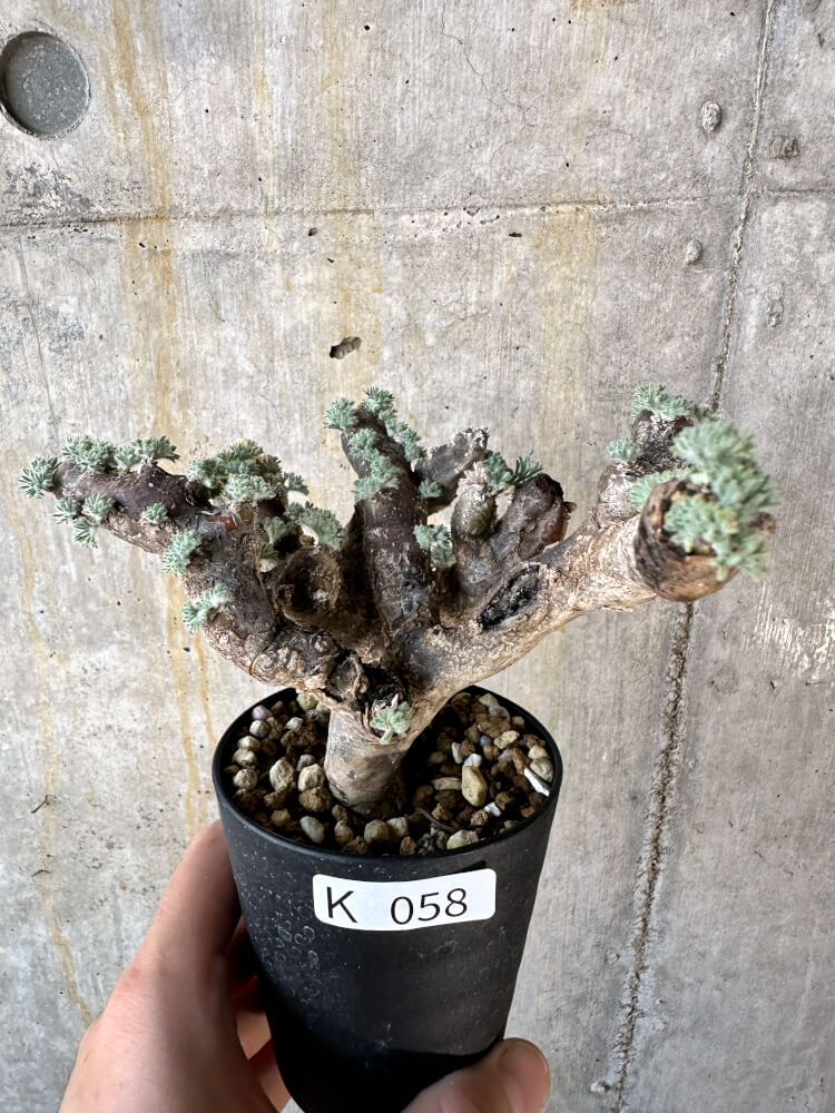 【現品限り】サルコカウロン・ムルチフィズム 現地株 発根済み モンソニア【K58】 Monsonia multifidum