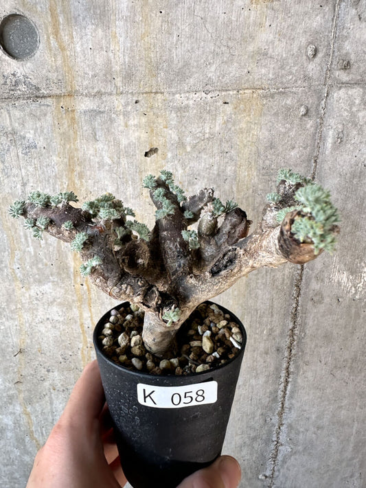 【現品限り】サルコカウロン・ムルチフィズム 現地株 発根済み モンソニア【K58】 Monsonia multifidum