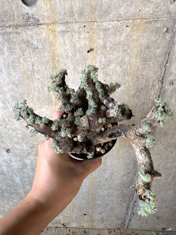 【現品限り】サルコカウロン・ムルチフィズム 現地株 発根済み モンソニア【K58】 Monsonia multifidum