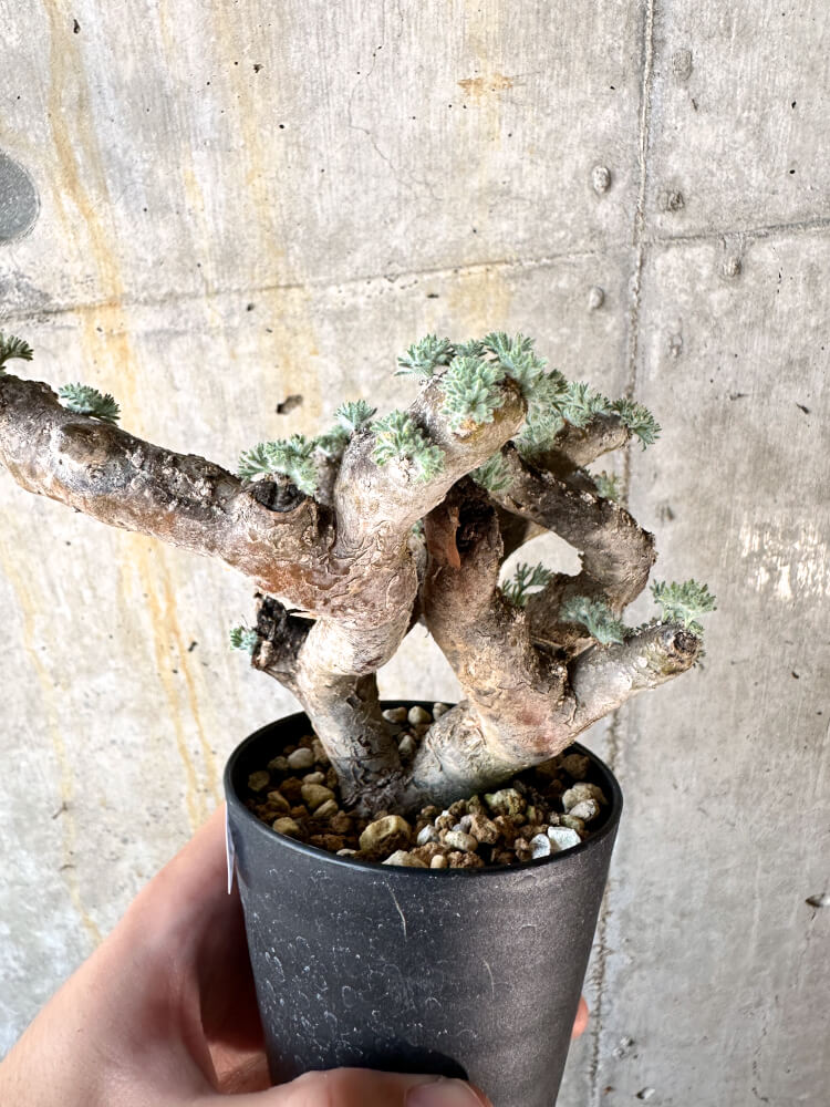 【現品限り】サルコカウロン・ムルチフィズム 現地株 発根済み モンソニア【K58】 Monsonia multifidum