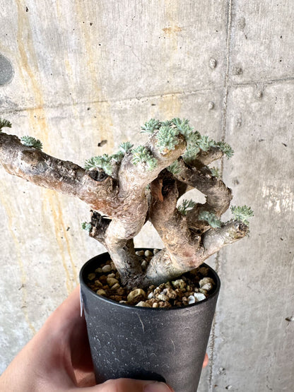 【現品限り】サルコカウロン・ムルチフィズム 現地株 発根済み モンソニア【K58】 Monsonia multifidum