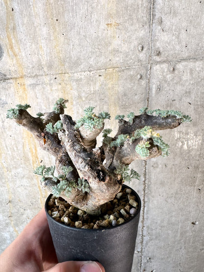 【現品限り】サルコカウロン・ムルチフィズム 現地株 発根済み モンソニア【K58】 Monsonia multifidum