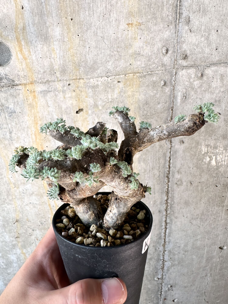 【現品限り】サルコカウロン・ムルチフィズム 現地株 発根済み モンソニア【K58】 Monsonia multifidum