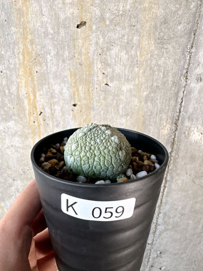 【現品限り】プセウドリトス・ハラルドヘラヌス【K59】 Pseudolithos harardheraneus