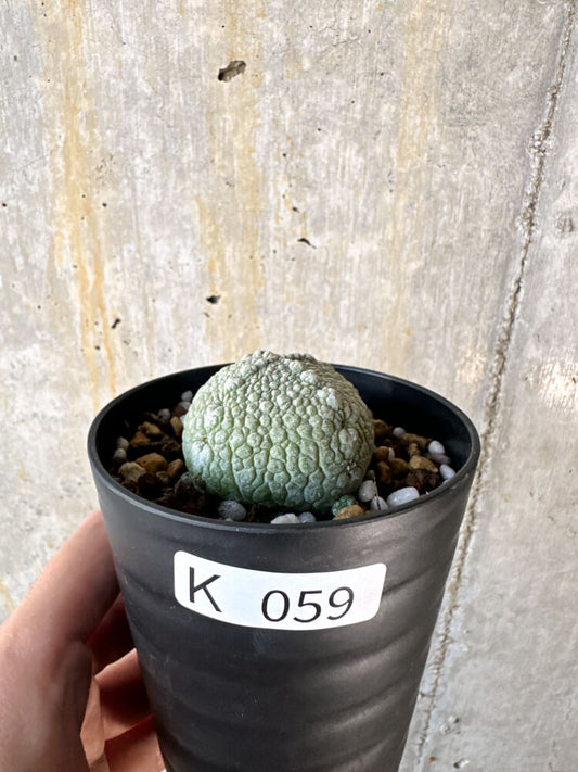 【現品限り】プセウドリトス・ハラルドヘラヌス【K59】 Pseudolithos harardheraneus