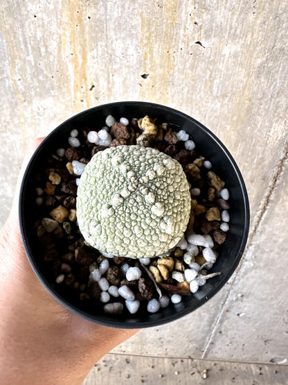 【現品限り】プセウドリトス・ハラルドヘラヌス【K59】 Pseudolithos harardheraneus