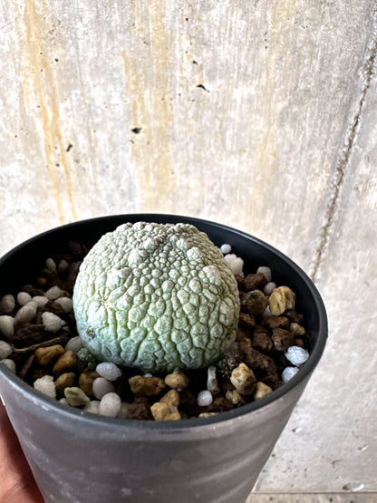 【現品限り】プセウドリトス・ハラルドヘラヌス【K59】 Pseudolithos harardheraneus