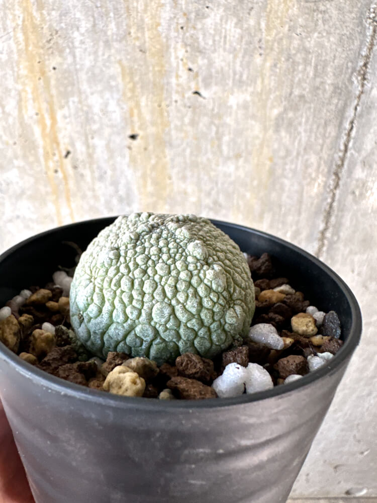 【現品限り】プセウドリトス・ハラルドヘラヌス【K59】 Pseudolithos harardheraneus