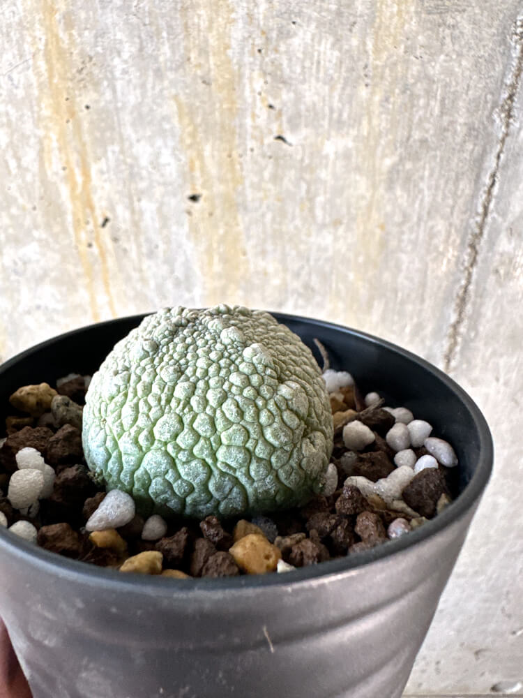 【現品限り】プセウドリトス・ハラルドヘラヌス【K59】 Pseudolithos harardheraneus