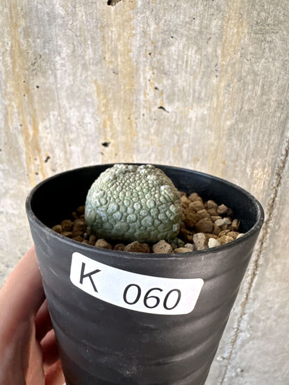 【現品限り】プセウドリトス・ハラルドヘラヌス【K60】 Pseudolithos harardheraneus