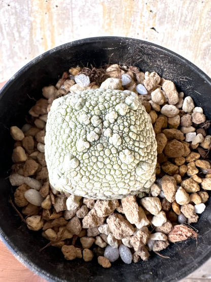 【現品限り】プセウドリトス・ハラルドヘラヌス【K60】 Pseudolithos harardheraneus
