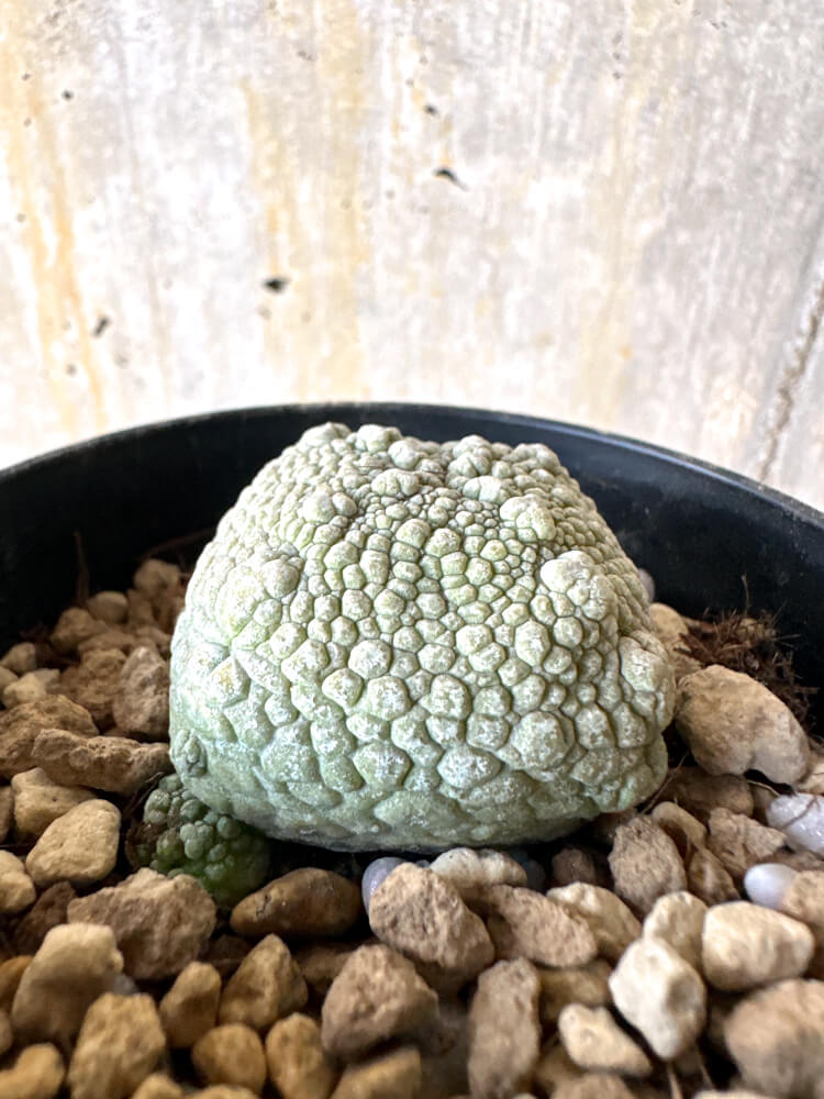 【現品限り】プセウドリトス・ハラルドヘラヌス【K60】 Pseudolithos harardheraneus
