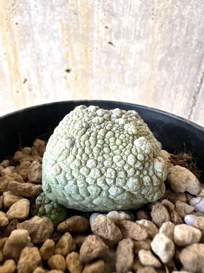 【現品限り】プセウドリトス・ハラルドヘラヌス【K60】 Pseudolithos harardheraneus