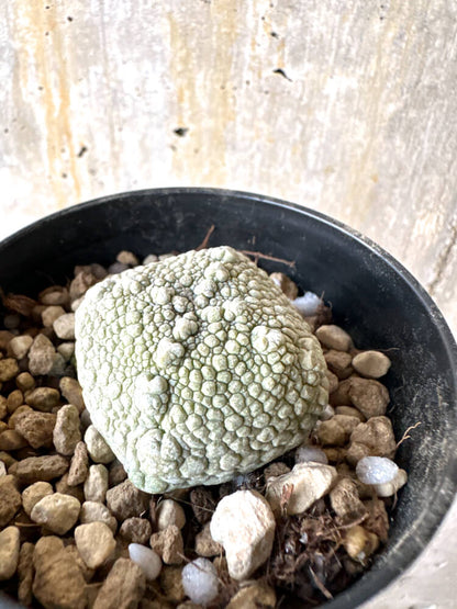 【現品限り】プセウドリトス・ハラルドヘラヌス【K60】 Pseudolithos harardheraneus