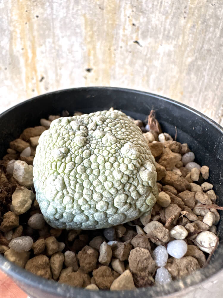【現品限り】プセウドリトス・ハラルドヘラヌス【K60】 Pseudolithos harardheraneus