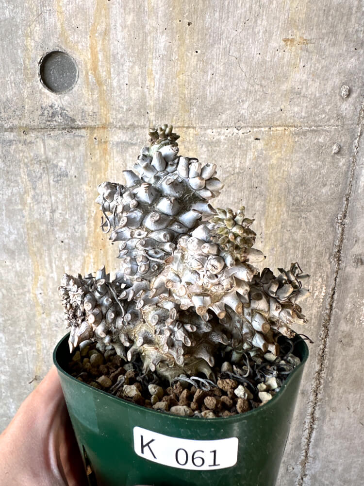 【現品限り】チレコドン・ワリチー 発根済み【K61】 Tylecodon wallichii