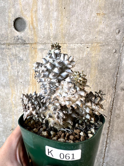 【現品限り】チレコドン・ワリチー 発根済み【K61】 Tylecodon wallichii