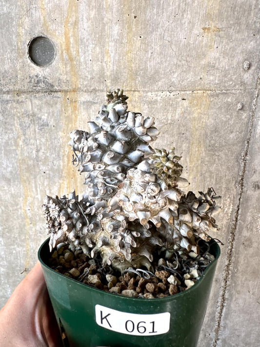 【現品限り】チレコドン・ワリチー 発根済み【K61】 Tylecodon wallichii