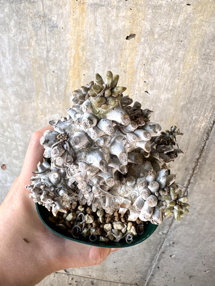 現品限り】チレコドン・ワリチー 発根済み【K61】 Tylecodon wallichii