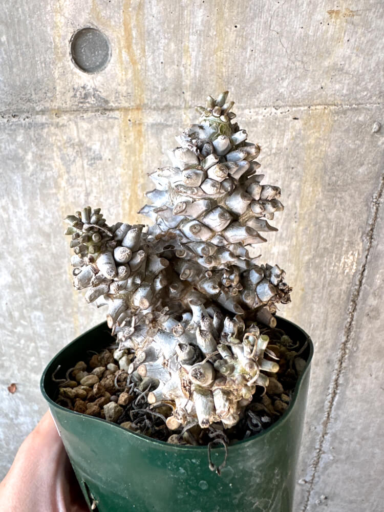 【現品限り】チレコドン・ワリチー 発根済み【K61】 Tylecodon wallichii