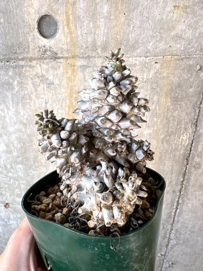 【現品限り】チレコドン・ワリチー 発根済み【K61】 Tylecodon wallichii