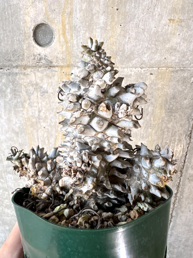 【現品限り】チレコドン・ワリチー 発根済み【K61】 Tylecodon wallichii