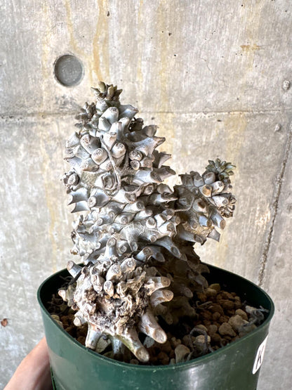 【現品限り】チレコドン・ワリチー 発根済み【K61】 Tylecodon wallichii