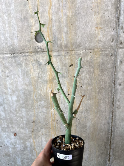 【現品限り】アデニア・バリー 挿し木 おそらく発根済み【K62】 Adenia ballyi