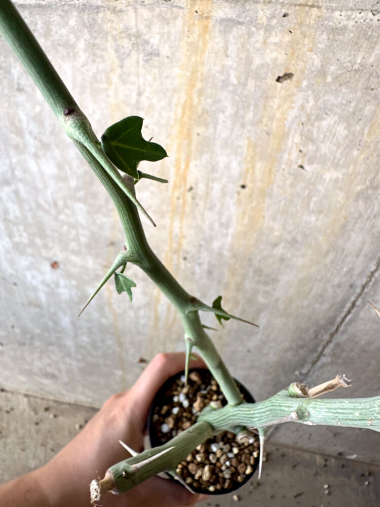 【現品限り】アデニア・バリー 挿し木 おそらく発根済み【K62】 Adenia ballyi