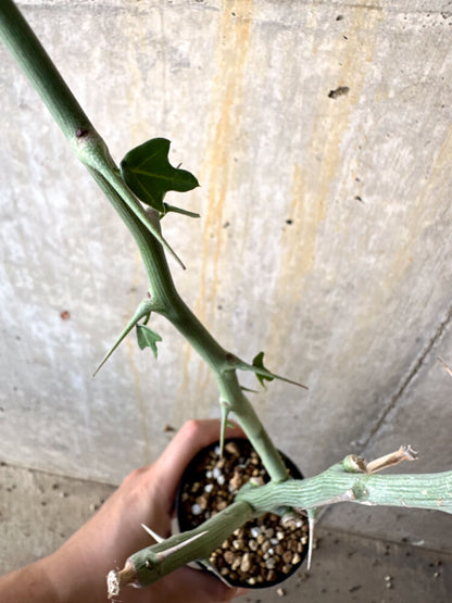 【現品限り】アデニア・バリー 挿し木 おそらく発根済み【K62】 Adenia ballyi