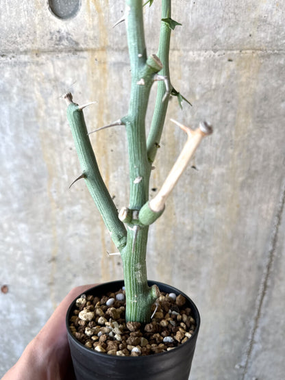 【現品限り】アデニア・バリー 挿し木 おそらく発根済み【K62】 Adenia ballyi