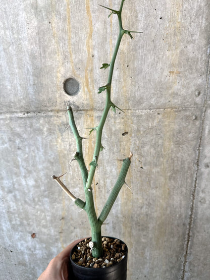 【現品限り】アデニア・バリー 挿し木 おそらく発根済み【K62】 Adenia ballyi