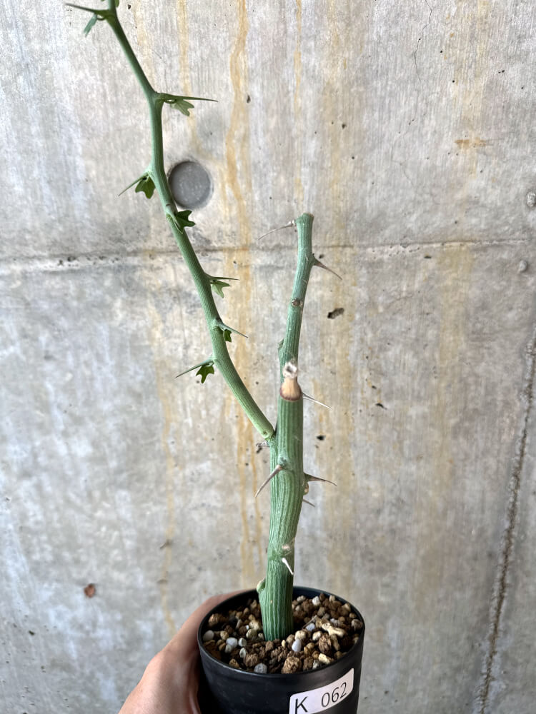 【現品限り】アデニア・バリー 挿し木 おそらく発根済み【K62】 Adenia ballyi