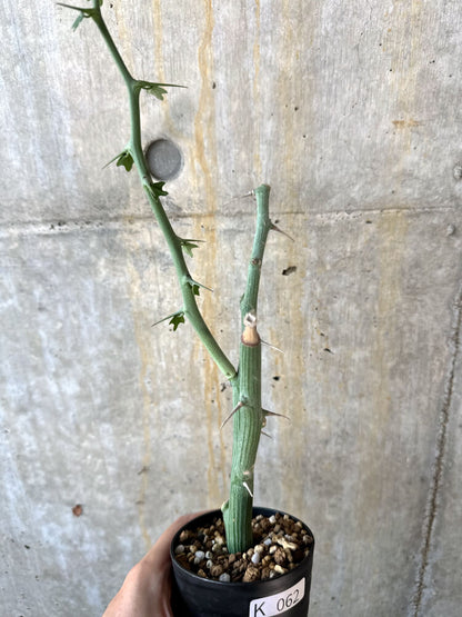 【現品限り】アデニア・バリー 挿し木 おそらく発根済み【K62】 Adenia ballyi