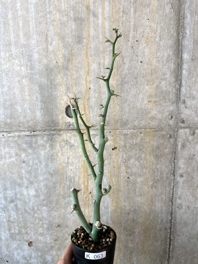 【現品限り】アデニア・バリー 挿し木 おそらく発根済み【K63】 Adenia ballyi