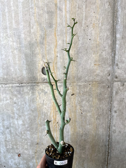 【現品限り】アデニア・バリー 挿し木 おそらく発根済み【K63】 Adenia ballyi