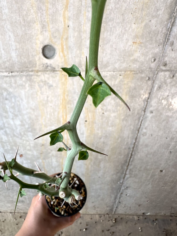 【現品限り】アデニア・バリー 挿し木 おそらく発根済み【K63】 Adenia ballyi
