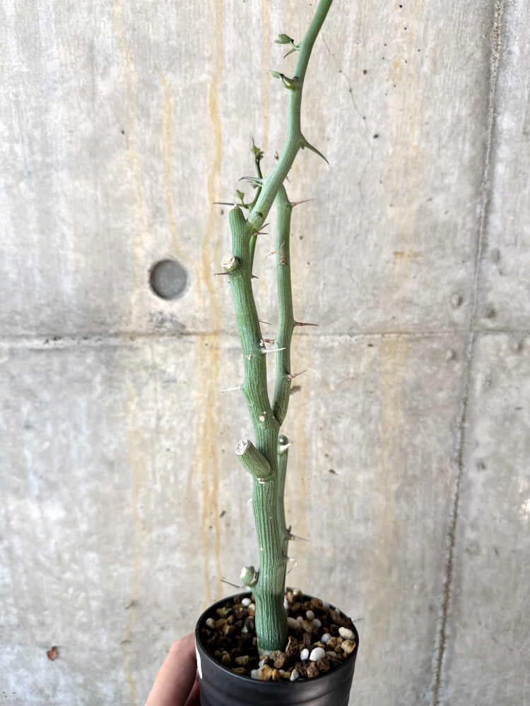 【現品限り】アデニア・バリー 挿し木 おそらく発根済み【K63】 Adenia ballyi