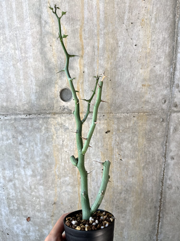 【現品限り】アデニア・バリー 挿し木 おそらく発根済み【K63】 Adenia ballyi