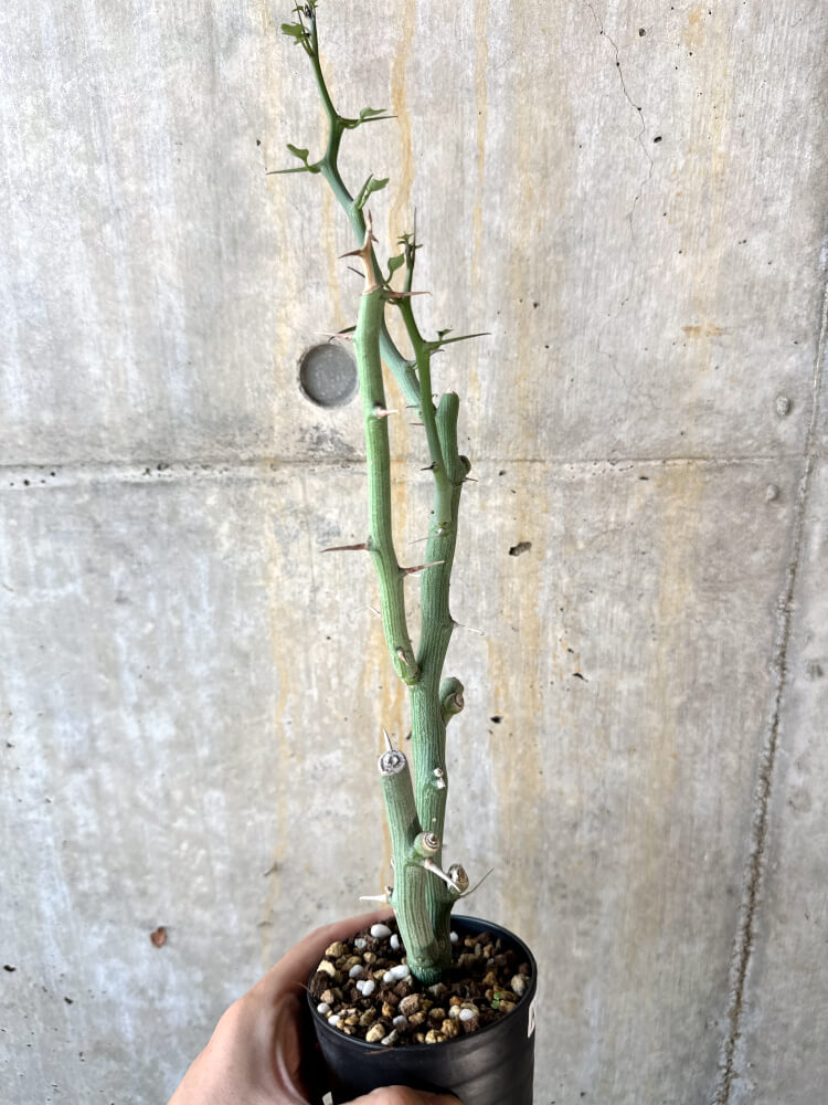 【現品限り】アデニア・バリー 挿し木 おそらく発根済み【K63】 Adenia ballyi