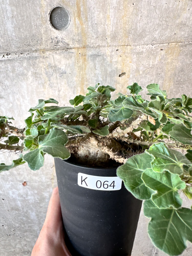 現品限り】ヤトロファ・マルギナータ 特大【K64】 Jatropha marginata