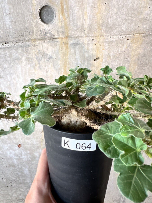 【現品限り】ヤトロファ・マルギナータ 特大【K64】 Jatropha marginata