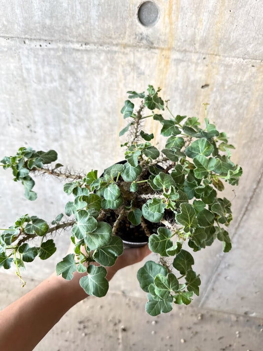 【現品限り】ヤトロファ・マルギナータ 特大【K64】 Jatropha marginata