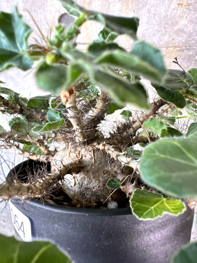 【現品限り】ヤトロファ・マルギナータ 特大【K64】 Jatropha marginata