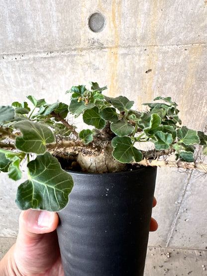 【現品限り】ヤトロファ・マルギナータ 特大【K64】 Jatropha marginata