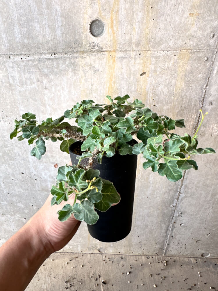 現品限り】ヤトロファ・マルギナータ 特大【K64】 Jatropha marginata