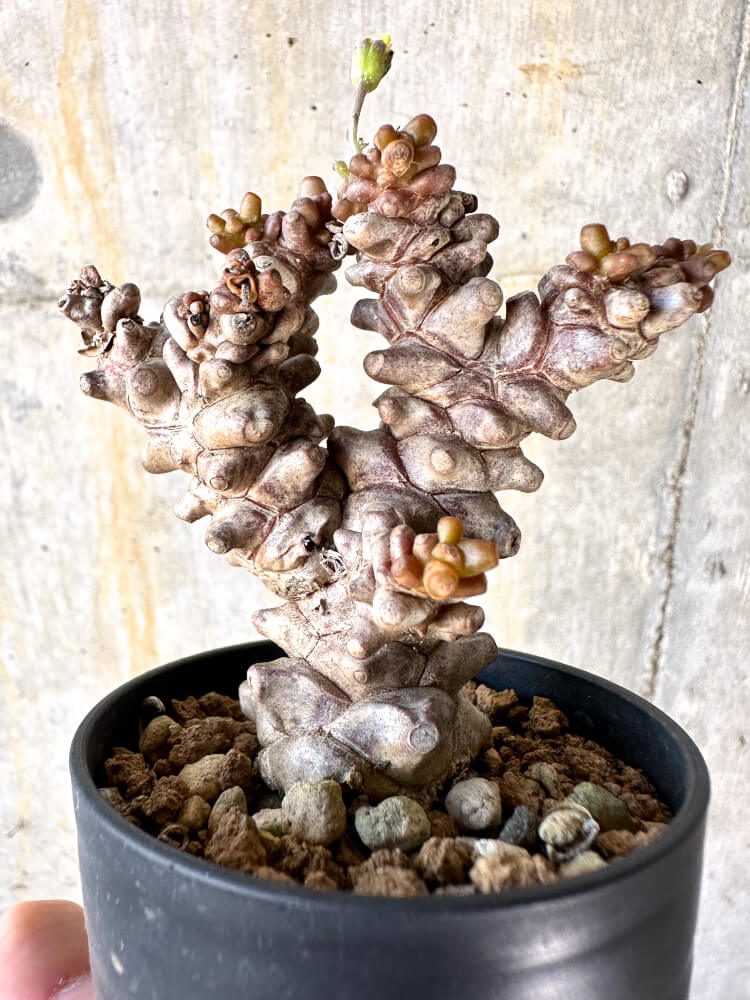 現品限り】オトンナ・ヘレー 蛮鬼塔【K6】 Othonna herrei 塊根植物